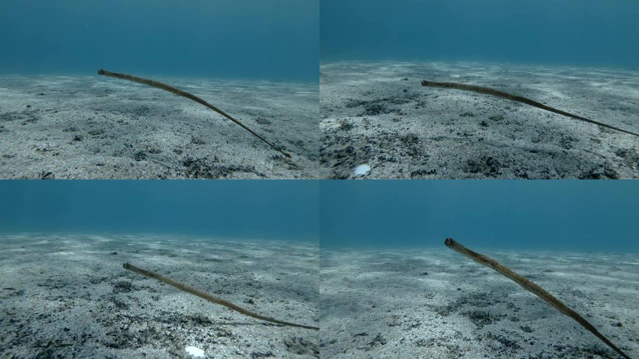 Pipefish在阳光下的蓝色水中缓慢游过沙质底部。宽鼻管鱼，鼻管鱼或高鼻管鱼 (syngnanth