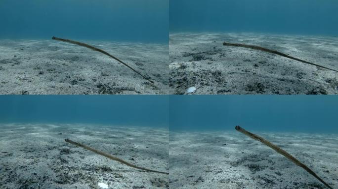 Pipefish在阳光下的蓝色水中缓慢游过沙质底部。宽鼻管鱼，鼻管鱼或高鼻管鱼 (syngnanth
