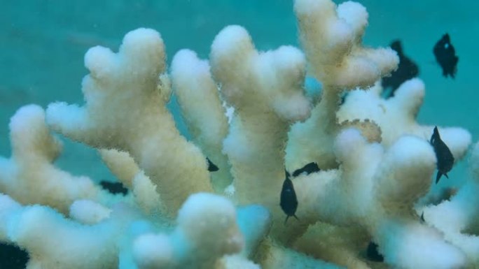 封闭的uu婴儿多米诺少女 (Dascyllus trimaculatus) 在珊瑚礁附近游泳