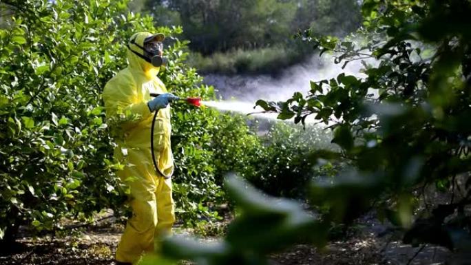 农民穿着防护服喷洒有毒农药和杀虫剂，在水果柠檬种植种植园上。