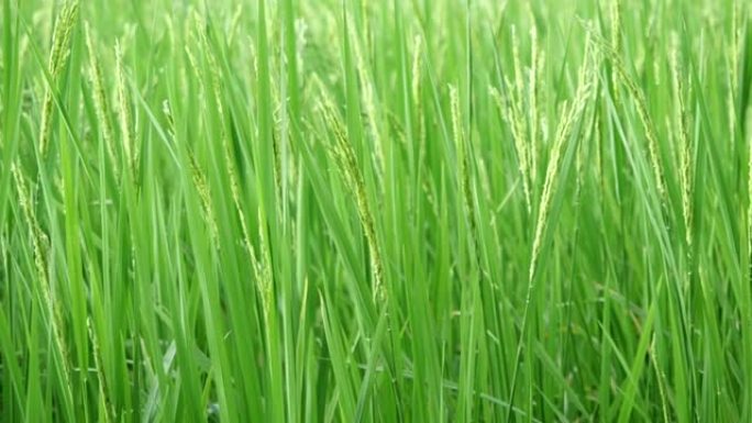 绿色或年轻的水稻作物，慢动作的水稻秸秆在风中摇曳，泰国的稻田