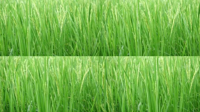 绿色或年轻的水稻作物，慢动作的水稻秸秆在风中摇曳，泰国的稻田