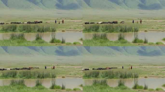 坦桑尼亚恩戈罗恩戈罗火山口的马赛牧羊女和一群山羊-4K