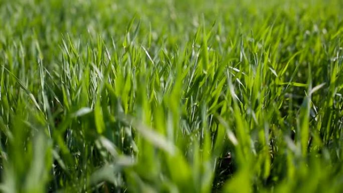 Steadicam拍摄绿色的麦田。穿过绿草的运动