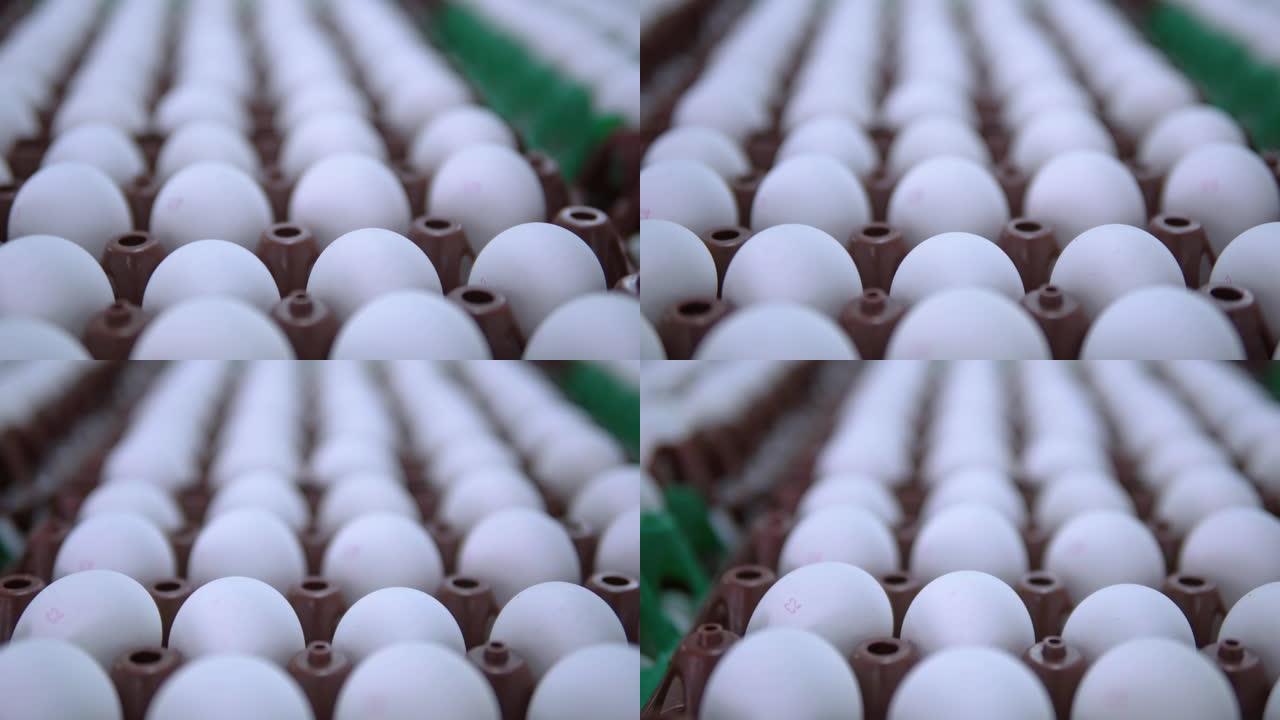 家禽农场关闭产品蛋壳展示农作物