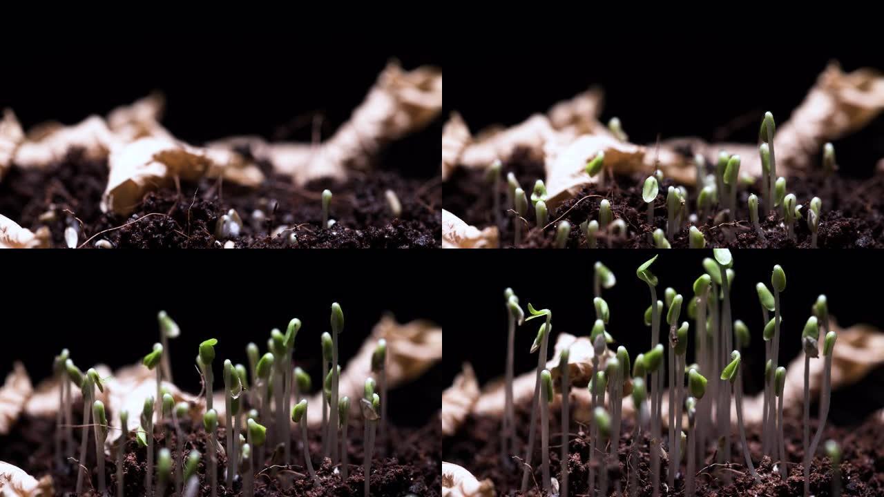 植物在时间流逝中生长，发芽新生。黑色背景下的业务增长概念。延时。4K。