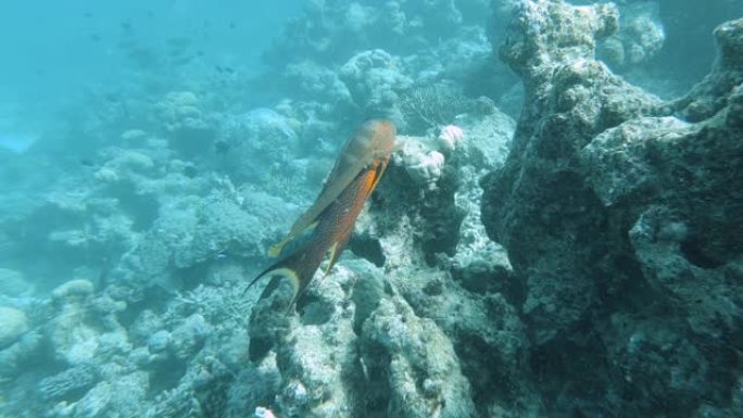 使用lyretail石斑鱼作为伪装和保护的小号鱼的水下镜头。珊瑚礁浮潜视点。Ile Des Pins