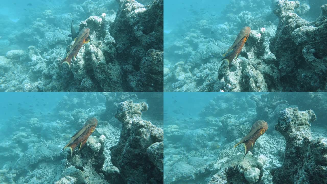 使用lyretail石斑鱼作为伪装和保护的小号鱼的水下镜头。珊瑚礁浮潜视点。Ile Des Pins