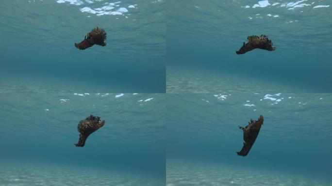 慢动作，海兔在蓝色的水中慢慢游动。裸枝或海参斑驳的海参或乌黑的海参 (Aplysia fasciat