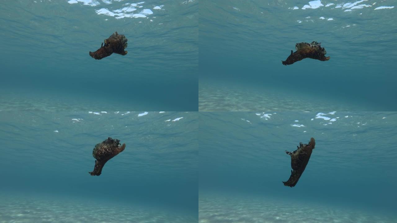 慢动作，海兔在蓝色的水中慢慢游动。裸枝或海参斑驳的海参或乌黑的海参 (Aplysia fasciat