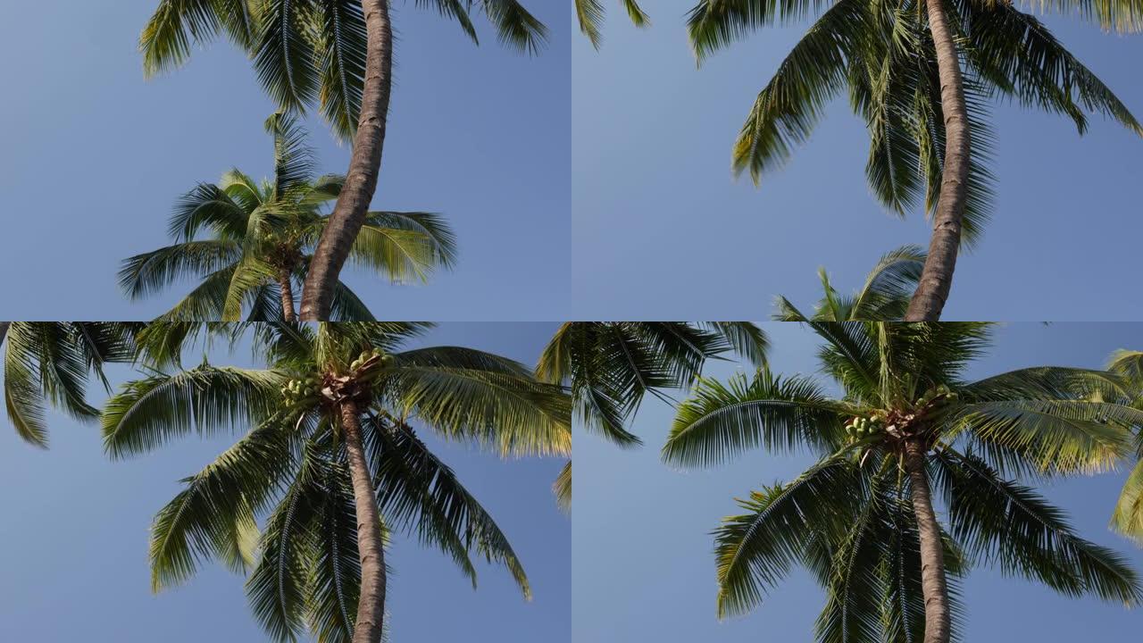 热带海滩椰树树叶在晴朗的蓝天背景下随风摇曳，旅游度假在大自然的夏日概念中放松。