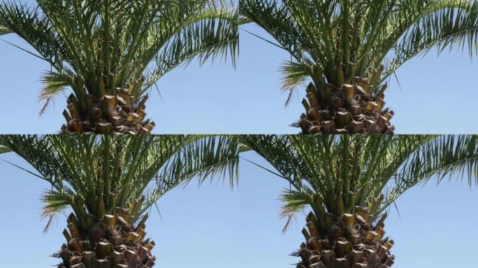 年轻的槟榔科棕榈科热带植物树枝对抗蓝天4K