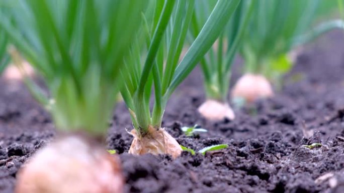 在农场，园艺和农业概念中种植洋葱的花园床。