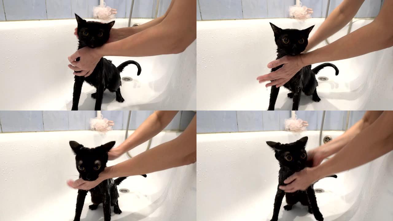 一个女人在白色的浴缸里用黄色的眼睛洗一只受惊的黑猫。不露面。照顾动物。生活方式。概念。4K