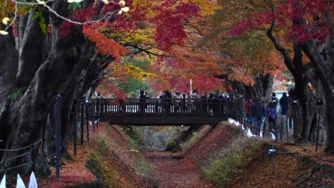 秋假，日本枫树走廊。