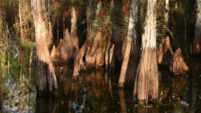 美国佛罗里达州大沼泽地国家公园景观视频