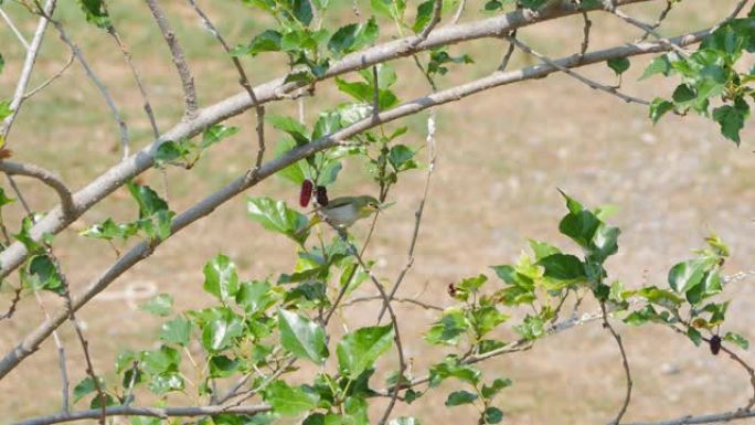 颤抖的白眼 (Zosterops japonicus) 或日本白眼鸟吃桑