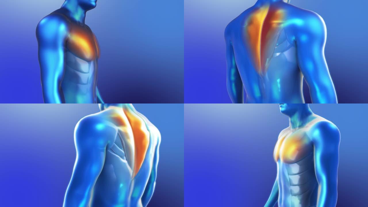 人体肌肉的3D解剖。蓝色风格人类胸肌环动画