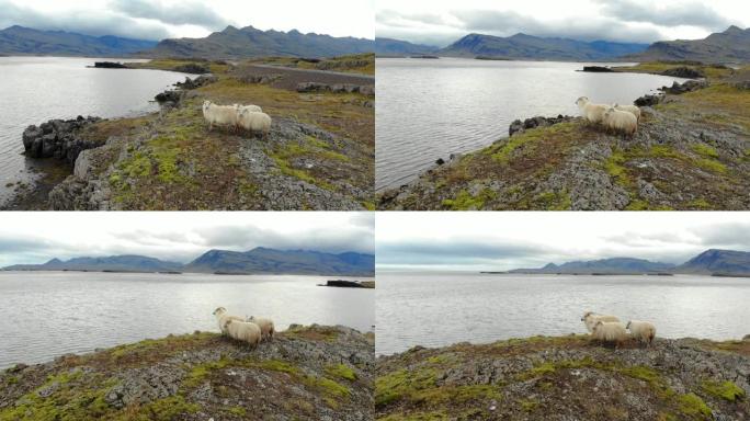 冰岛海滨放牧的绵羊鸟瞰图
