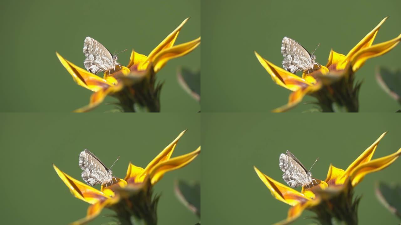 黄花上的蝴蝶动物蝴蝶花朵