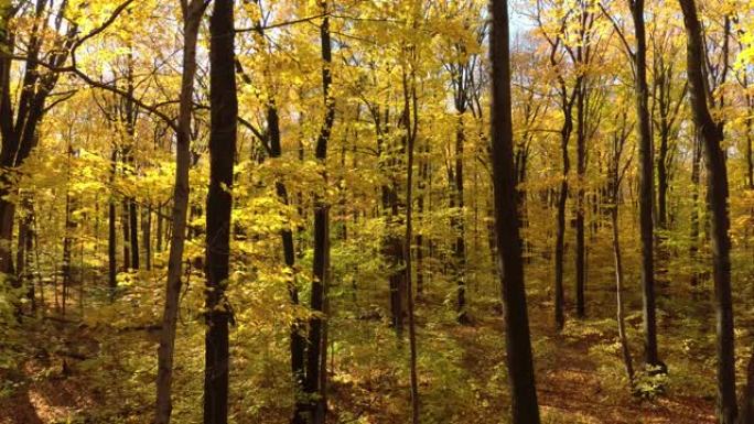 梦幻的空中无人机拍摄秋天的森林，树木一个接一个地失去叶子