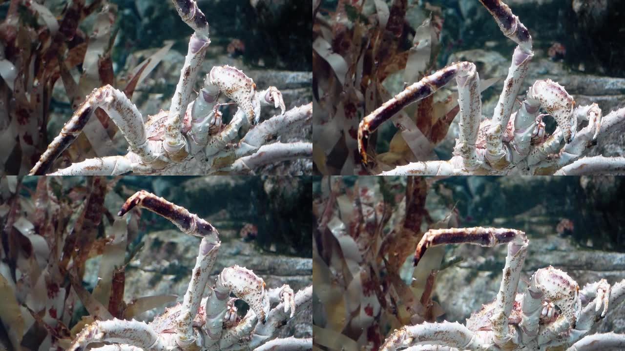 水族馆里巨型红色帝王蟹的特写。4K