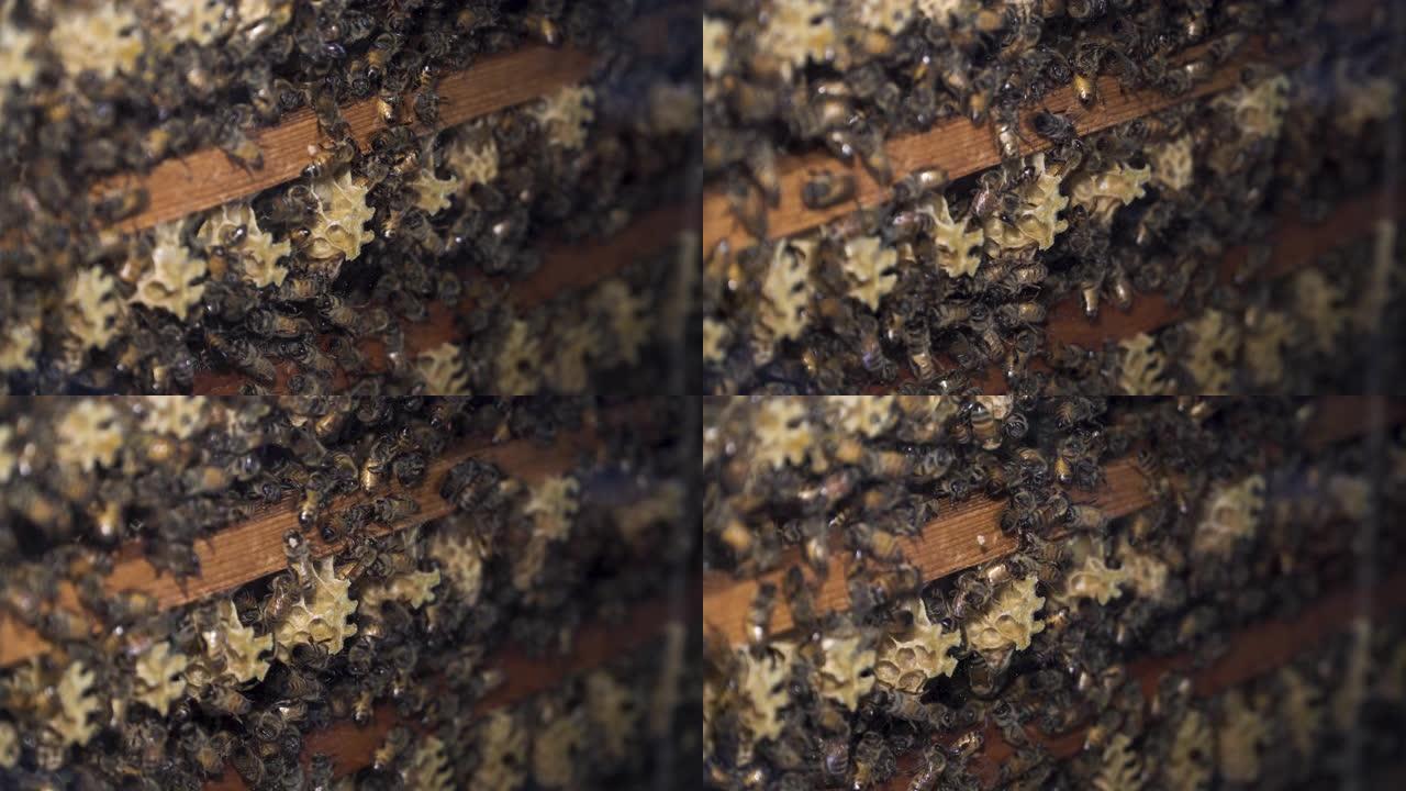 蜂房蜂窝上的蜜蜂。