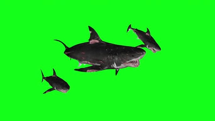 鲨鱼在圆形绿色屏幕前游泳-3D渲染动画。