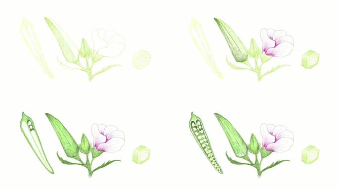 新鲜秋葵植物视频剪辑手绘