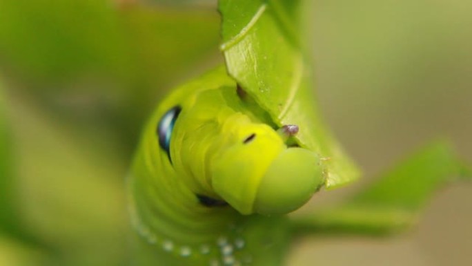 毛毛虫在模糊的背景上吃绿叶