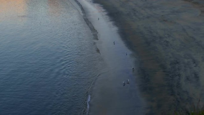 葡萄牙Sines海滩的沙滩上的鸟