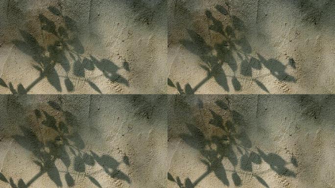 Leaves  shadow on the wall