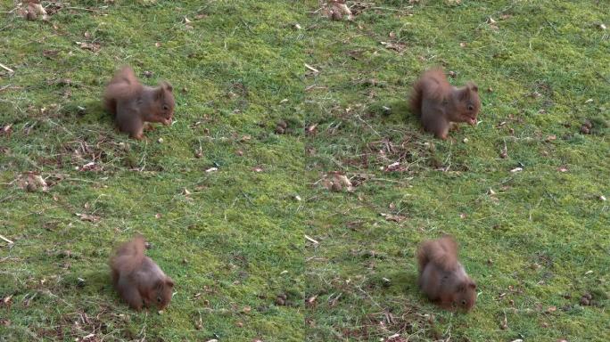 红松鼠坐在苏格兰林地的空地上吃榛子