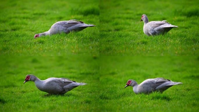 一只疣鸭在绿色的草地上寻找食物