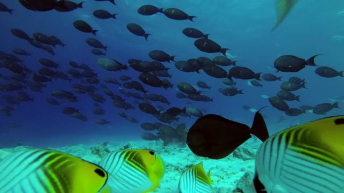 黄鳍刺鱼大学校-刺五加在珊瑚礁上游泳，印度洋，马尔代夫，亚洲