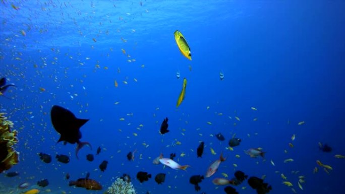 水下热带珊瑚礁海洋生物海底世界一群鱼实拍