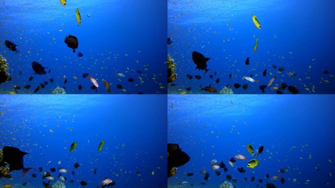 水下热带珊瑚礁海洋生物海底世界一群鱼实拍