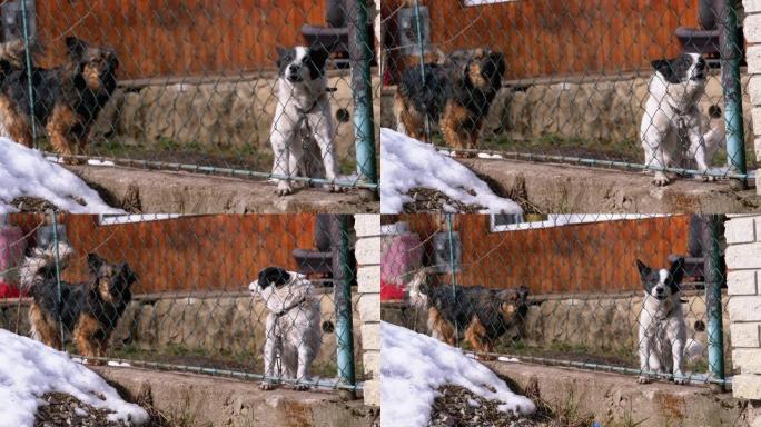 后院篱笆后面的铁链上的两只愤怒的小看门狗在冬天向人们吠叫