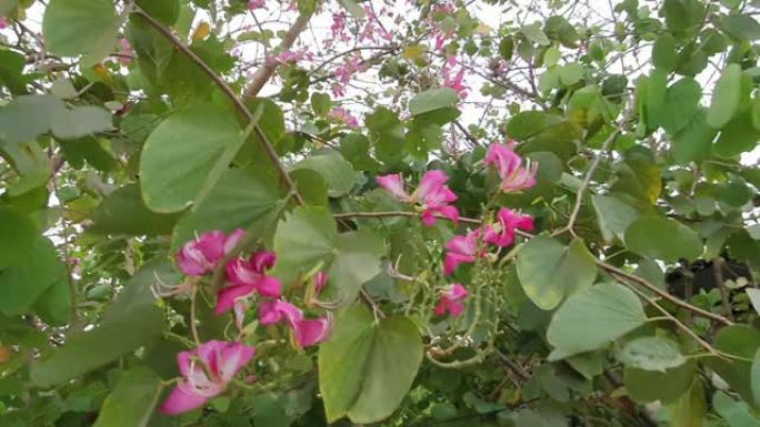 满花紫色兰花树花开花夏天