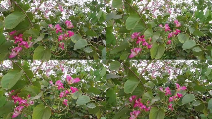 满花紫色兰花树花开花夏天