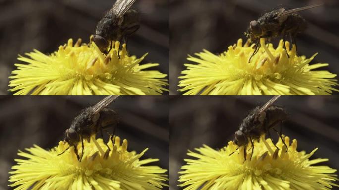 苍蝇昆虫吃黄花上的花蜜