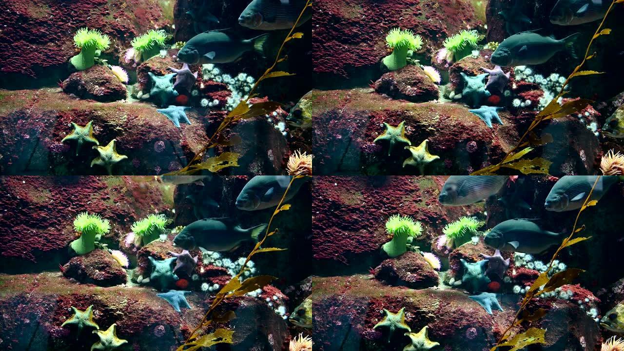 鱼缸中有海星和彩色珊瑚的鱼