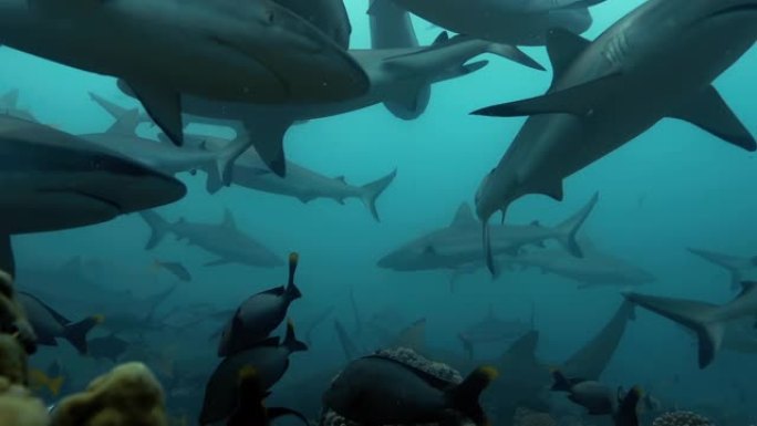 太平洋下面的鲨鱼群。水下海洋生物，灰色鲨鱼和鱼类在海中珊瑚礁附近游泳。在清澈的水中潜水-特写