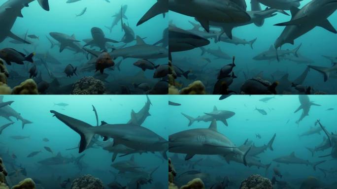 太平洋下面的鲨鱼群。水下海洋生物，灰色鲨鱼和鱼类在海中珊瑚礁附近游泳。在清澈的水中潜水-特写