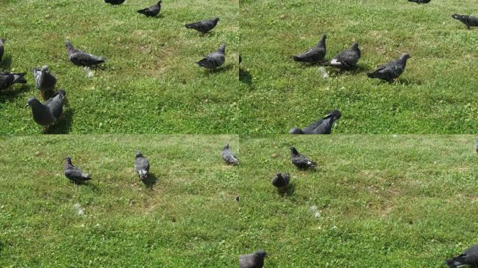 城市鸽子在草地上吃饭