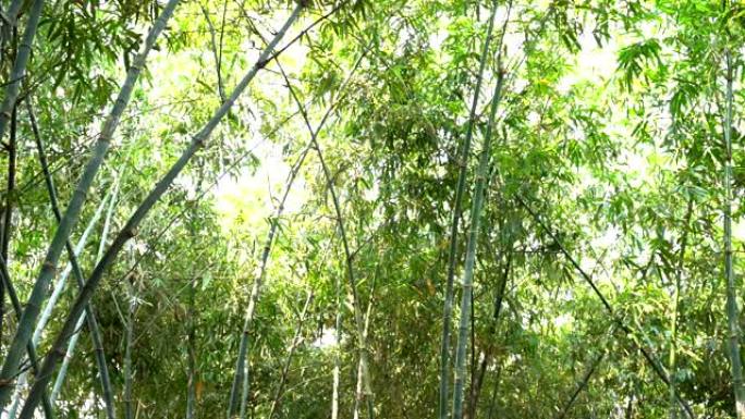竹树景观植物