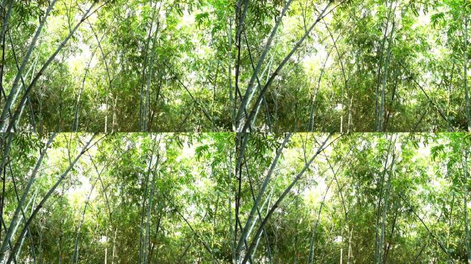 竹树景观植物