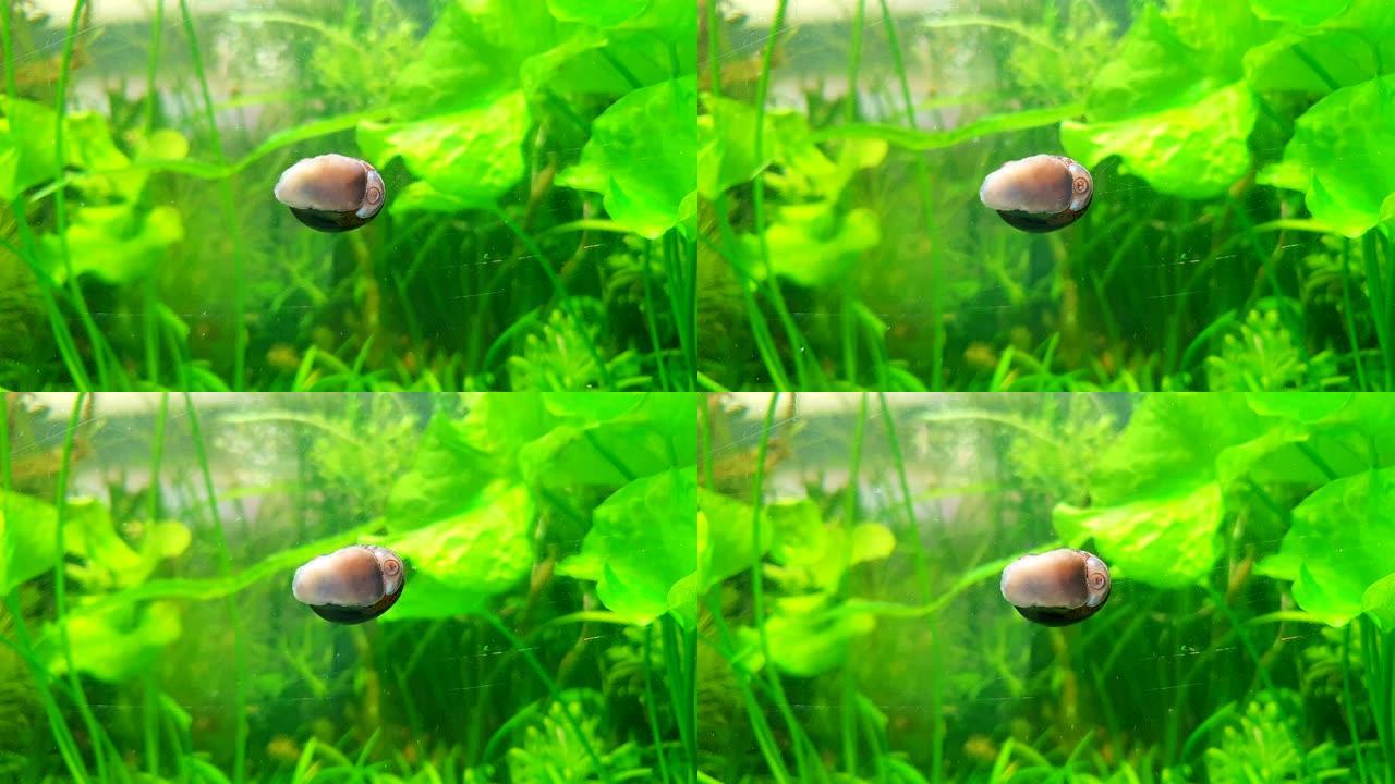 蜗牛吃水族鱼玻璃上的藻类。粘液口蜗牛