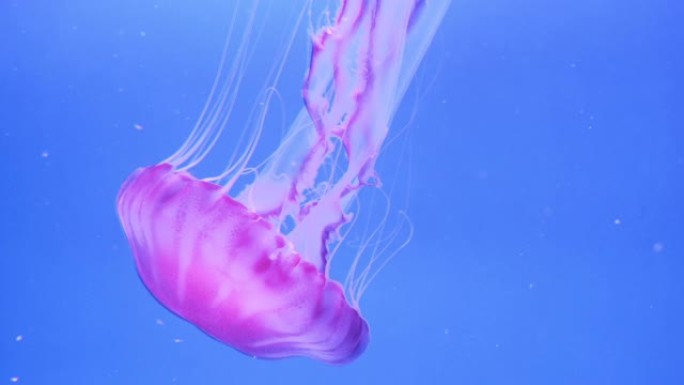 特写荧光粉色水母在蓝色背景上游泳