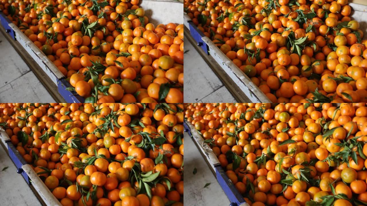 水果分选生产线柑橘水果加工